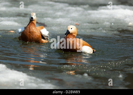 Ruddy Brandgans (Tadorna Ferruginea). Stockfoto