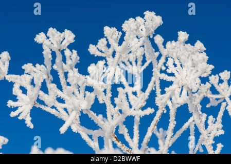 Frost verkrusteten Umbelliferae Spezies, gegen blauen Himmel, England, Januar Stockfoto