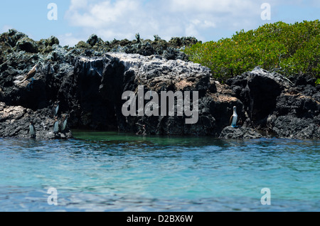 Galápagos-Pinguine und blau-footed Boobie in der Nähe von Puerto Villamil, Isabela Inseln, Galapagos-Inseln Stockfoto