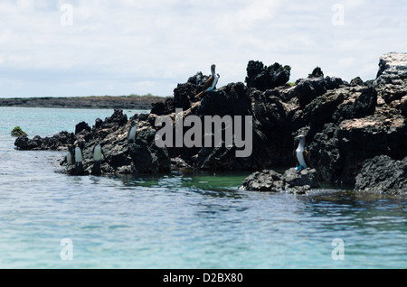 Galápagos-Pinguine und blau-footed Boobie in der Nähe von Puerto Villamil, Isabela Inseln, Galapagos-Inseln Stockfoto