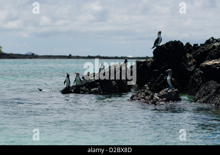 Galápagos-Pinguine und blau-footed Boobie in der Nähe von Puerto Villamil, Isabela Inseln, Galapagos-Inseln Stockfoto