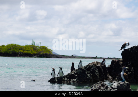 Galápagos-Pinguine und blau-footed Boobie in der Nähe von Puerto Villamil, Isabela Inseln, Galapagos-Inseln Stockfoto