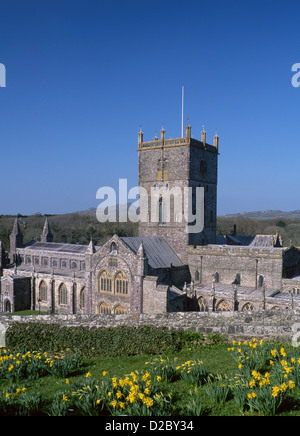 St. Davids Kathedrale im Frühling mit Narzissen im Vordergrund St. Davids Pembrokeshire West Wales UK Stockfoto