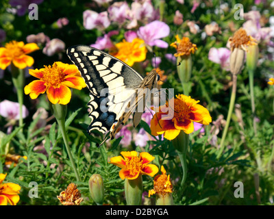 Postira, Kroatien, ein Schwalbe Endstück sitzt auf einer Blüte Stockfoto