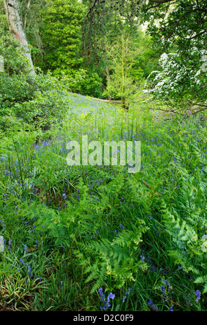 Glockenblumen (Hyacinthoides non-Scripta) zwischen Rasen und Bracken im Sonley Wood in Farndale in North York Moors National Park Stockfoto