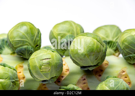 Rosenkohl auf dem Stamm hautnah Stockfoto
