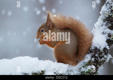 Eichhörnchen (Sciurus Vulgaris) saß auf einem schneebedeckten Zweig während des Essens Stockfoto