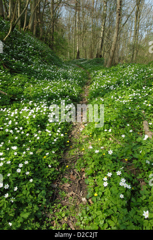 Ein Fußweg führt durch Holz Anemonen (Anemone Nemorosa) und ein paar kleinen Celandines (Ranunculus Ficaria). Stockfoto