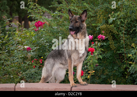 Deutscher Schäferhund stehend auf Wand mit Blumen hinter Stockfoto