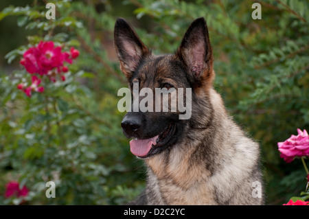 German Shepherd Dog-Kopfschuss Stockfoto