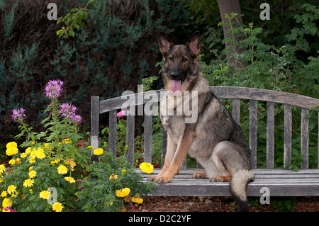 Deutscher Schäferhund sitzend auf Schaukel Stockfoto