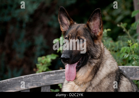 German Shepherd Dog-Kopfschuss Stockfoto