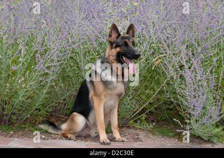 Deutscher Schäferhund sitzt vor Blumen Stockfoto