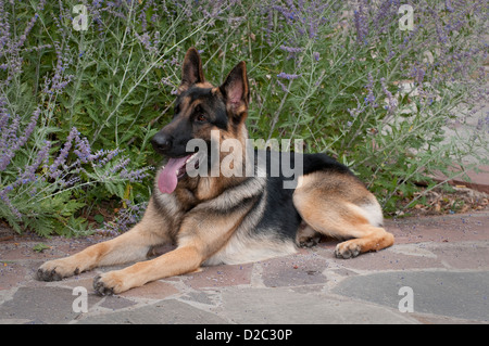 Deutscher Schäferhund liegend Stockfoto