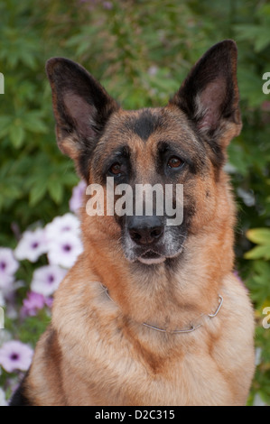 German Shepherd Dog-Kopfschuss Stockfoto