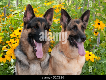 Zwei Deutsche Schäferhunde sitzen-Nahaufnahme Stockfoto