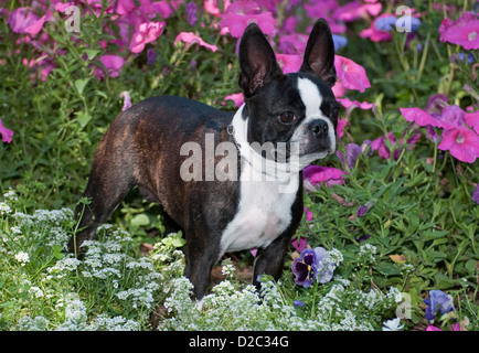Boston Terrier stehend in Blumen Stockfoto