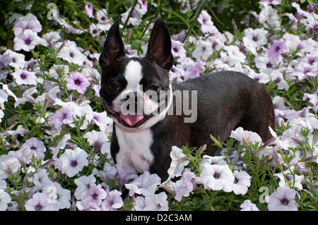 Boston Terrier stehend in Blumen Stockfoto