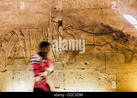 Relief eines Heiligen Stieres wird angeseilt zu geopfert am Memorial Tempel von Sethos i., Abydos, Ägypten Stockfoto