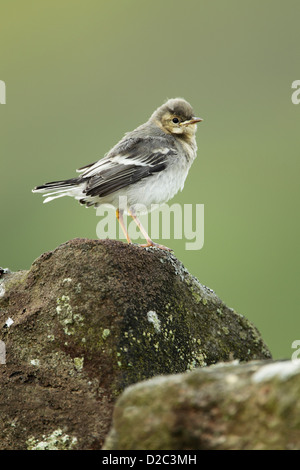 Eine sehr junge Trauerschnäpper Bachstelze (Motacilla Alba) stehend auf einem Felsen Flechten bedeckt Stockfoto