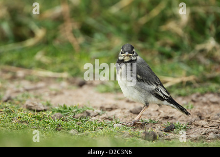 Eine juvenile Trauerschnäpper Bachstelze (Motacilla Alba) stehen auf dem Boden Stockfoto