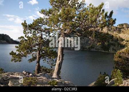 Kiefer Bäume auf Major Estany de Colomers im Aigüestortes Estany de Sant Maurici Nationalpark - Lleida, Cataolina, Spanien Stockfoto