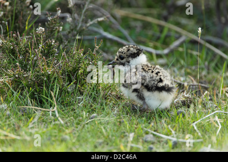 Nördlichen Kiebitz (Vanellus Vanellus) Küken auf Nahrungssuche in der Nähe ein Büschel von Heather mit einer Raupe im Schnabel Stockfoto