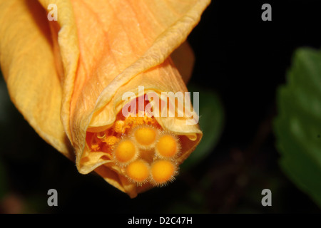 Eine schöne gelbe Hibiskus Blume unfurling Stockfoto