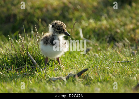 Nördlichen Kiebitz (Vanellus Vanellus) Küken stehen auf grobe Grünland Stockfoto