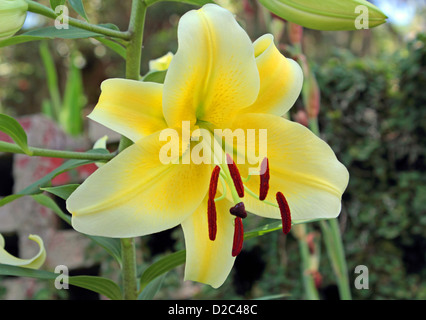 Eine schöne gelbe Lilie in einem Garten Stockfoto