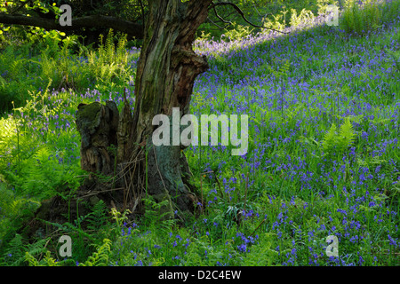 Glockenblumen (Hyacinthoides non-Scripta) zwischen Rasen und Bracken im Sonley Wood in Farndale in North York Moors National Park Stockfoto