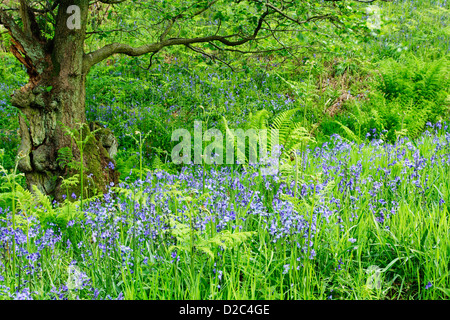 Glockenblumen (Hyacinthoides non-Scripta) zwischen Rasen und Bracken im Sonley Wood in Farndale in North York Moors National Park Stockfoto