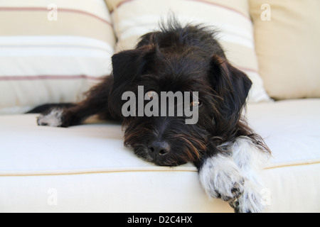 Jack Russell Zwergpudel Kreuz Rasse, einzelne Erwachsene Verlegung auf einer gepolsterten Bank Stockfoto