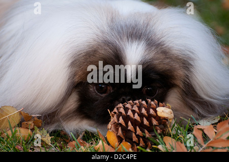 Schuss in den Kopf der Pekingese mit Kopf auf Boden, Blick auf Tannenzapfen Stockfoto