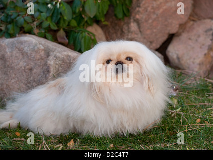 Pekingese vor Felsen sitzen Stockfoto