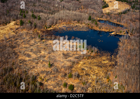 Aspen Regenation eindeutig neben dem Biber Teich, Michigan, USA Stockfoto