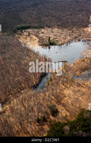 Aspen Regenation eindeutig neben dem Biber Teich, Michigan, USA Stockfoto