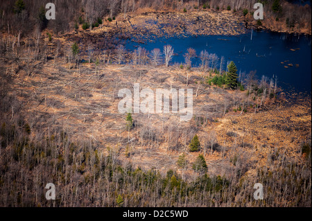 Aspen Regenation eindeutig neben dem Biber Teich, Michigan, USA Stockfoto