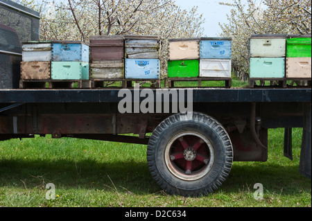 Bienenstöcke auf Tieflader geparkt auf Straße in der Nähe von Kirschgarten im Frühjahr die Blüten bestäuben. Stockfoto