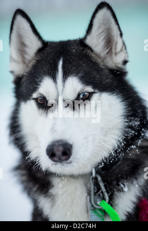 Siberian Husky Hund portrait Stockfoto