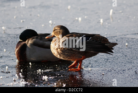 Stockente Enten auf dem Eis Milton Cambridgeshire Stockfoto