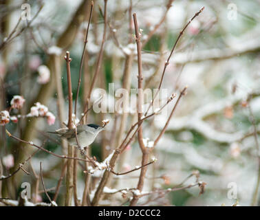 Süd West-London, UK. 20.01.13. Eine männliche Mönchsgrasmücke thront auf Schnee bedeckt Winter Blüte Viburnum Zweig, im Winter zum ersten Mal seit 25 Jahren in diesem Londoner Garten gesehen. Stockfoto