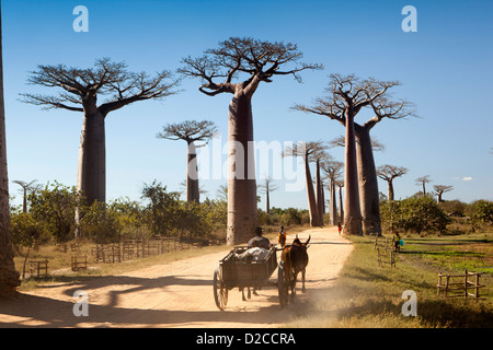 Madagaskar, Morondava, Allee der Baobabs, PKW-Wagen in der Allee des Baobabs Stockfoto