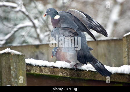 Maidstone, Kent, UK. 20. Januar 2013. Diese zwei Ringeltauben in Maidstone, Kent als Liebe in der Luft war nicht das kalte Wetter sorgen. Hätte sein können gefährlich sein, wenn sie vom Zaun im Schnee rutschte. Fotograf: Howard Marsh/Alamy Live-Nachrichten Stockfoto