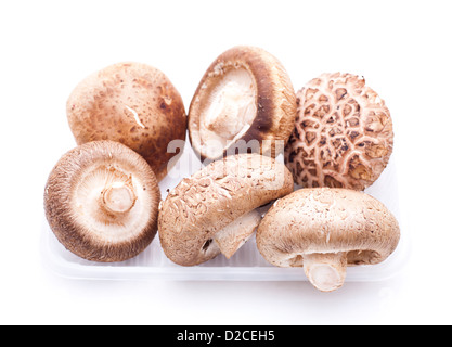 Pilz auf Plastikschale auf weißem Hintergrund. Stockfoto