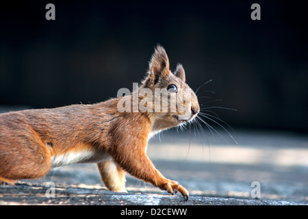 Wilde rote orange Eichhörnchen Blick in die Augen Stockfoto