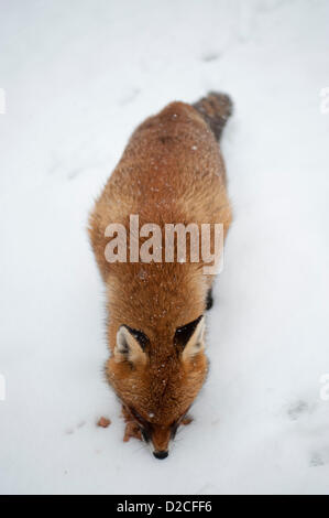 London, UK. Sonntag 20. 2013. Rotfuchs Nahrung in einem Vorort London Garten bei starkem Schneefall zu erbetteln. Alamy Live-Nachrichten Stockfoto