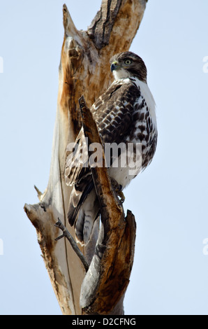 Juvenile rot - angebundener Falke, (Buteo Jamaicensis), Bosque del Apache National Wildlife Refuge, Socorro County, New Mexico, USA. Stockfoto