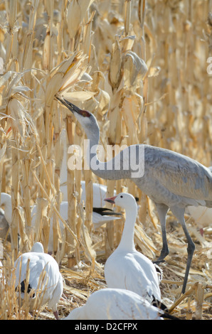 Sandhill Kran (Grus Canadensis) und Schneegänse (Chen Hyperborea) Fütterung im Maisfeld an der Bosque del Apache, New Mexico, USA. Stockfoto