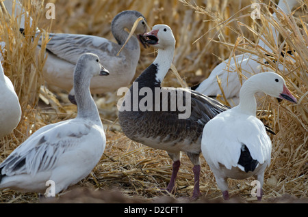 Blaue Phase Schneegans, (Chen Hyperborea) im Maisfeld bei Bosque del Apache National Wildlife Refuge, New Mexico, USA. Stockfoto